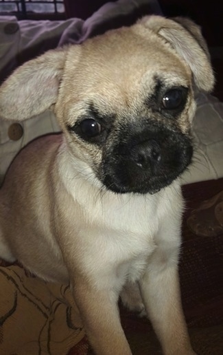 Close up front view - A tan with black Pugmatian dog is sitting on a bed looking forward. Its head is slightly tilted to the left. Its ears look like drop bunny ears.