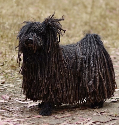 puli sheepdog