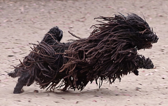 Action shot - A black dreaded Puli is running across sand and it is looking to the right.