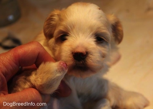 why dogs eat their newborn puppies