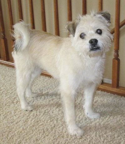 pug and bichon frise mix