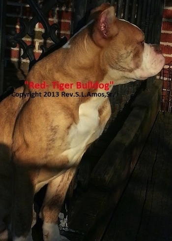 The right side of a Red-Tiger Bulldog puppy that is sitting at the top of a wooden staircase and it is looking to the right. The words - 'Red-Tiger Bulldog' Copyright 2013 Rev.S.L.Amos,Sr. - are overlayed on top of the dog.