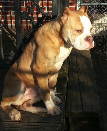 The right side of a muscular Red-Tiger Bulldog puppy that is sitting at the top of a wooden staircase. Its ears are cropped short.