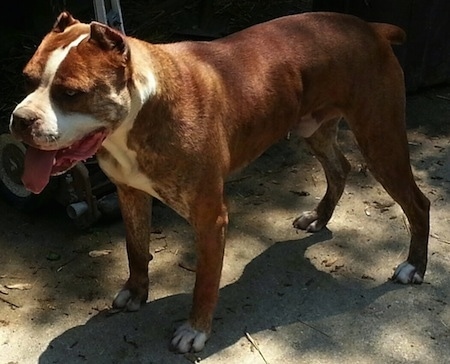 The front right side of a Red-Tiger Bulldog standing in dirt and it is looking to the left. Its mouth is open and its tongue is out. Its ears are cropped short.