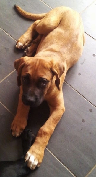 Top down view of a tan with white and black Rhodesian Bernard puppy that is laying on a brown floor looking up. The dog's body is tan, its snout is black and the tips of his paws are white.