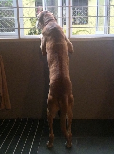 The back of a tan with white Rhodesian Bernard is jumped up against a window sill and it is looking out of the window.