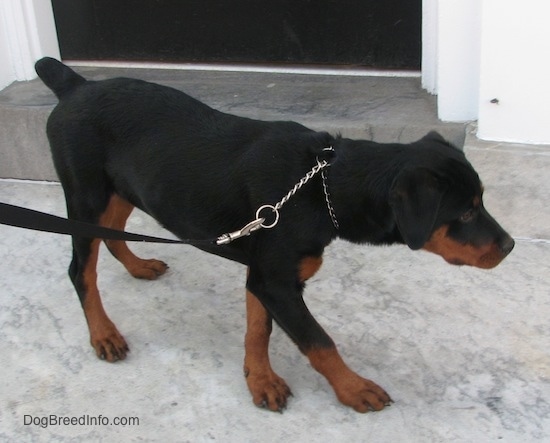 A black and tan Rottweiler puppy is walking across a concrete surface and it is looking to the right. It is holding its head low and level with its body.