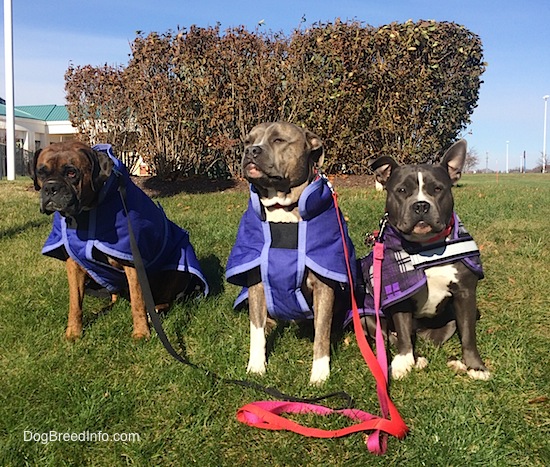 A brown brindle Boxer, a blue-nose brindle Pit Bull Terrier and a black with white American Bully are wearing purple jackets and they are sitting on a grass hill.