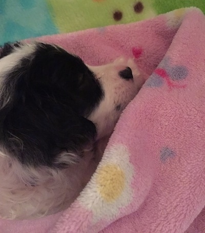 Close up side view head shot - A white with black Russian Spaniel puppy is laying in a pink soft fluffy blanket.