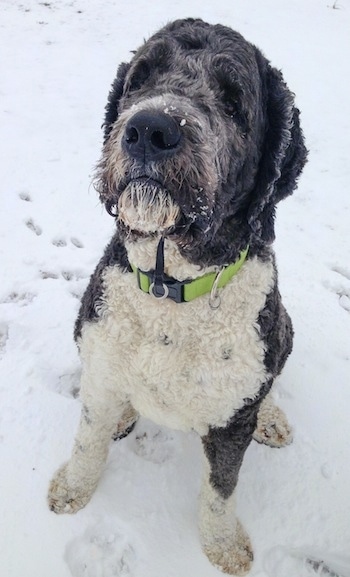 A shaved black and white Saint Berdoodle dog is wearing a lime green collar sitting in snow looking up and its head is tilted up.