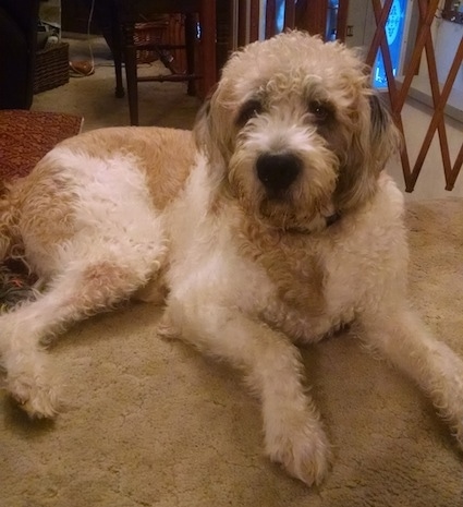 saint bernard and poodle mix