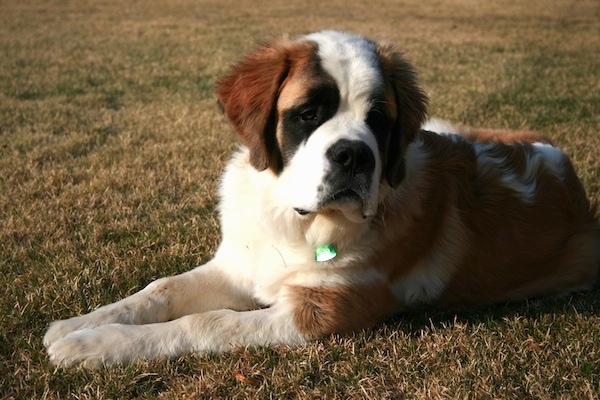 Front side view - A huge tan with white and black Saint bernard is laying across a field and it is looking down and forward.