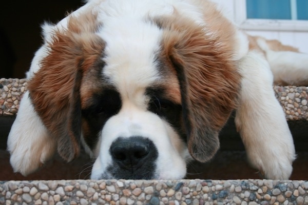 Close up front view - A large headed, brown with white and black Saint Bernard is laying over the edge of a porch staircase.