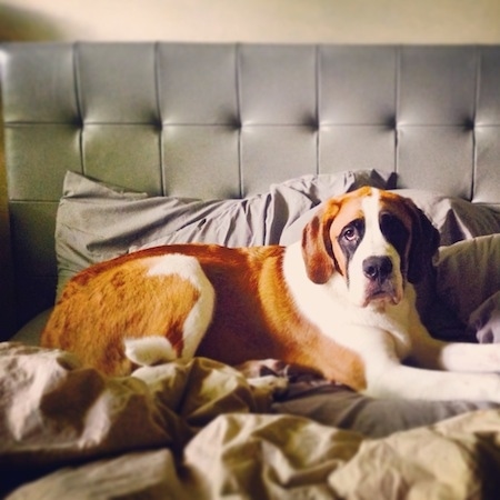 The right side of a huge brown with white and black Saint Bernard that is laying across a bed that has a leather backboard and it is looking forward.