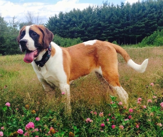 Pitbull Mixed With Saint Bernard