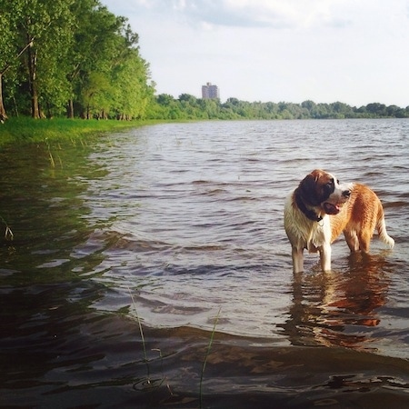 A big wet brown with white and black Saint Bernard dog is standing in a body of water looking to the right.
