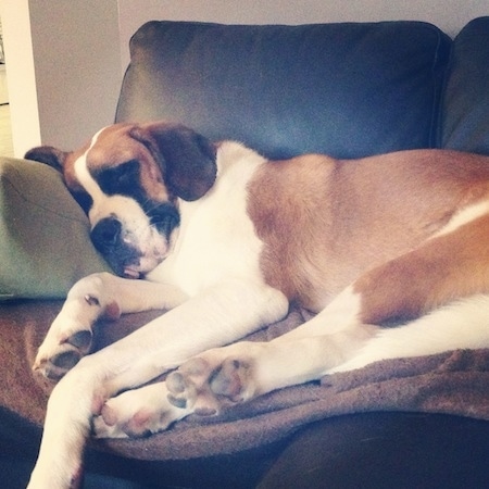 A shorthaired, brown with white and black Saint Bernard is sleeping on a couch and it is laying against the arm.