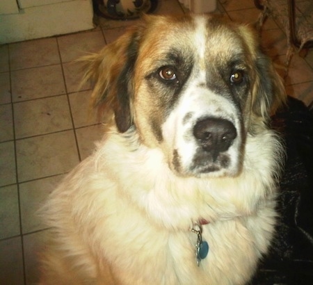 Close up head and upper body shot - A white with tan and black Saint Pyrenees is sitting on a tiled floor and it is looking up.