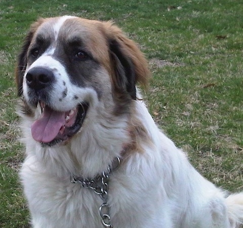 Close up front side view - A thick coated, large breed white with brown and black Saint Pyrenees dog is sitting in grass and it is looking up and to the left. Its mouth is open and its tongue is out. The dog is wearing a choke chain collar.