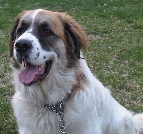 Saint Bernard And Mastiff Mix