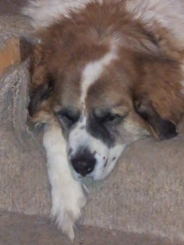 Close up head shot - A white with tan and black Saint Pyrenees is laying down at the edge of a couch with one paw hanging over the front.