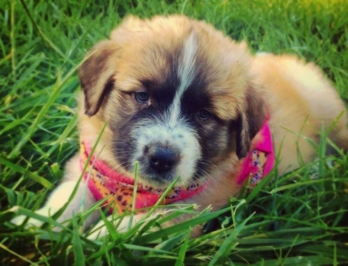 A fluffy, tan with black and white Saint Pyrenees puppy is wearing a hot pink and yellow bandana and laying in grass.