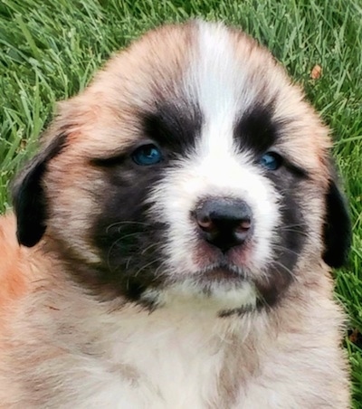 Close up head shot - A small, fluffy, tan with white and black Saint Pyrenees puppy is laying in grass and it is looking up.