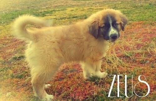 The right side of a tan with white and black Saint Pyrenees puppy that is standing in red grass. The dogs tail is curled up over its back. It is looking forward. The words - Zues - are overlayed in the bottom right.