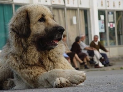 Close up front view - A thick coated, tan with black Sarplaninac is laying on a concrete surface and in the background are people sitting at an abandoned building.