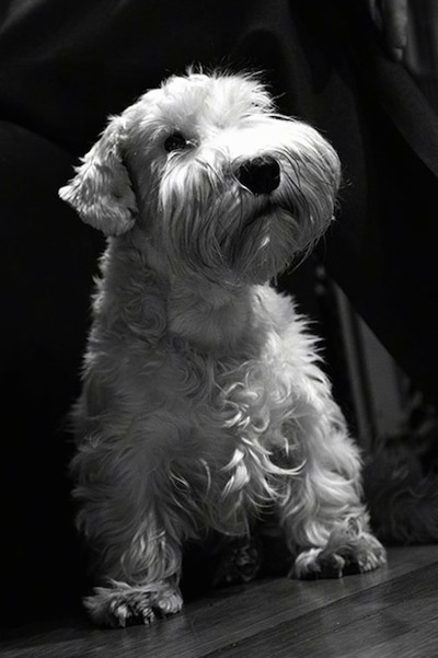 sealyham terrier not