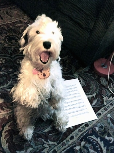 A short legged, white Sealyham Terrier is sitting on its hind legs in a begging pose on top of a rug, it is looking up, its mouth is open and there is a page of sheet music to the right of it.