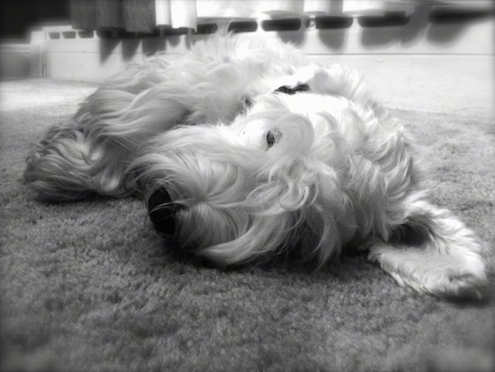 A black and white photo of a Sealyham Terrier dog that is laying on its right side on a carpet. It has a wavy coat and one of its big ears is laying across the floor.