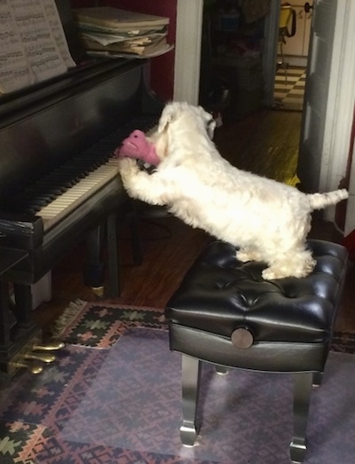 The left side of a white Sealyham Terrier dog sitting on a piano chair with its front paws on the keyboard. There is a pink plush pig toy on the piano between the dogs paws.