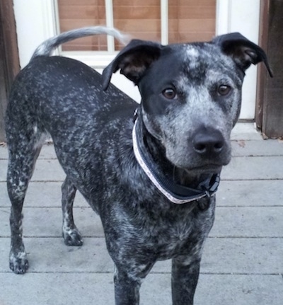 A merle colored black with gray and white Sharmatian dog is standing on a hardwood porch and it is looking forward outside on a deck in front of a house. There is a closed door behind it. The dog has a long tail that is in mid wag.