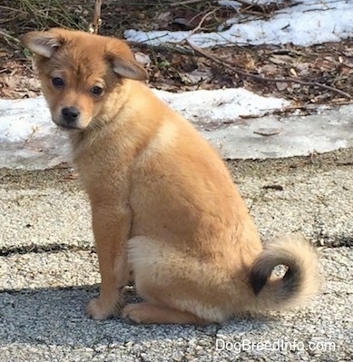 The right side of a tan Sheltie Inu puppy that is sitting on a concrete surface. It is looking forward Its tail is curled over its back and it has ears that are sticking out to the sides.