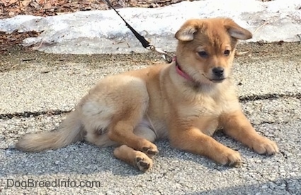 A thick-coated, tan Sheltie Inu puppy is laying across a concrete surface and it is looking down and forward. There is ice on leaves behind it. The pups ears are sticking out to the sides.
