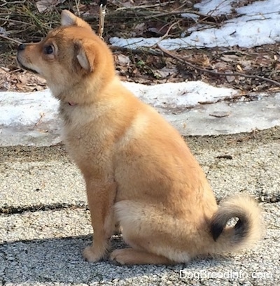 Left Profile - A thick coated, tan Sheltie Inu puppy is sitting on a concrete surface and it is looking up and to the left. Its tail is curled up over its back.