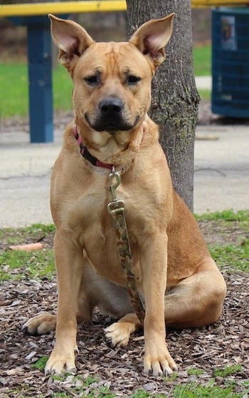 A large, thick bodied, tan Shepherd Pit dog is sitting in front of a tree and it is looking forward. It has large Gremin shaped, pointed perk ears that stand up in the air.