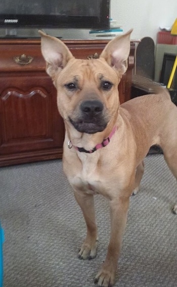 Front side view - A tan Shepherd Pit dog is standing on a carpet in front of a wooden stand with a TV on it looking forward. The dog is all tan with black on the front of its snout. Its ears stand up in the air and are large, Gremin shaped and pointy. The dog's tail is wagging.