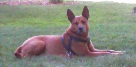 The right side of a red Shepherd Pit dog that is laying across grass and it is looking forward. It has large perk ears and is wearing a black harness.
