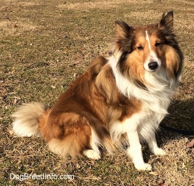 A fluffy, brown with white Shetland Sheepdog is sitting across a grass surface, it is looking forward and its head is tilted to the left. The dog has perk ears.