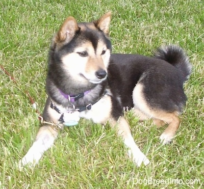 black and white shiba inu