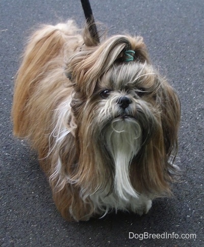 standard type shih tzu