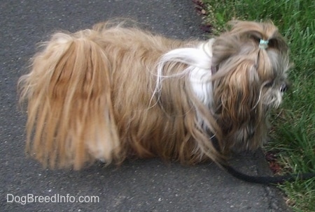The left side of a long haired, thick coated, tan with white Shih-Tzu dog standing across a blacktop surface and it is looking down at grass.