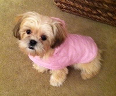 what size clothes do shih tzu wear