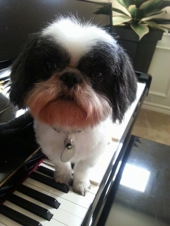 A white with black Shih Tzu dog is sitting across a pianos keys, it is looking up and to the left.