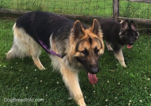 Two dogs - A Shiloh Shepherd dog and a Shiloh Shepherd puppy are walking across a field, they both are panting and they are looking forward.