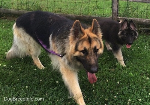 shiloh shepherd husky mix