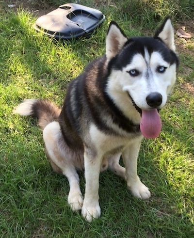Topdown view of a black and white with grey Siberian Husky that is sitting in grass, it is looking up, its mouth is open and its tongue is sticking out. It has blue eyes and a black nose. There is a trash can lid behind it.
