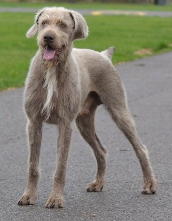 is a slovakian wirehaired pointer a good family dog